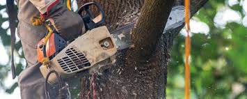 Best Commercial Tree Services  in Gorman, NC