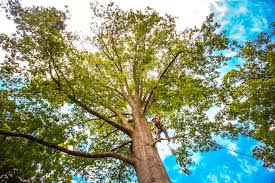 Best Tree Preservation Services  in Gorman, NC
