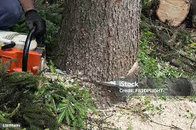 Seasonal Cleanup (Spring/Fall) in Gorman, NC