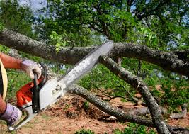 Gorman, NC Tree Removal Company