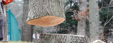 Best Tree Removal  in Gorman, NC